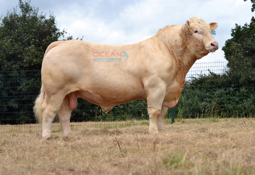 Tên đực giống: WHITECLIFFE JOE