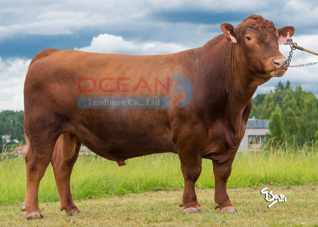 Tên đực giống: ABSOLUTE RED Z JAKUBOVIC