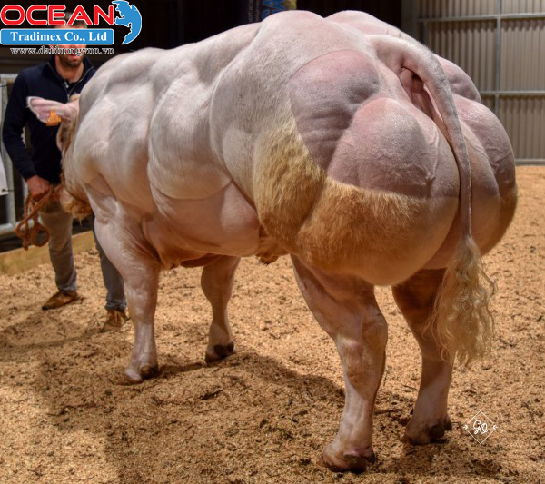 Đực giống Bismuth des Alleines