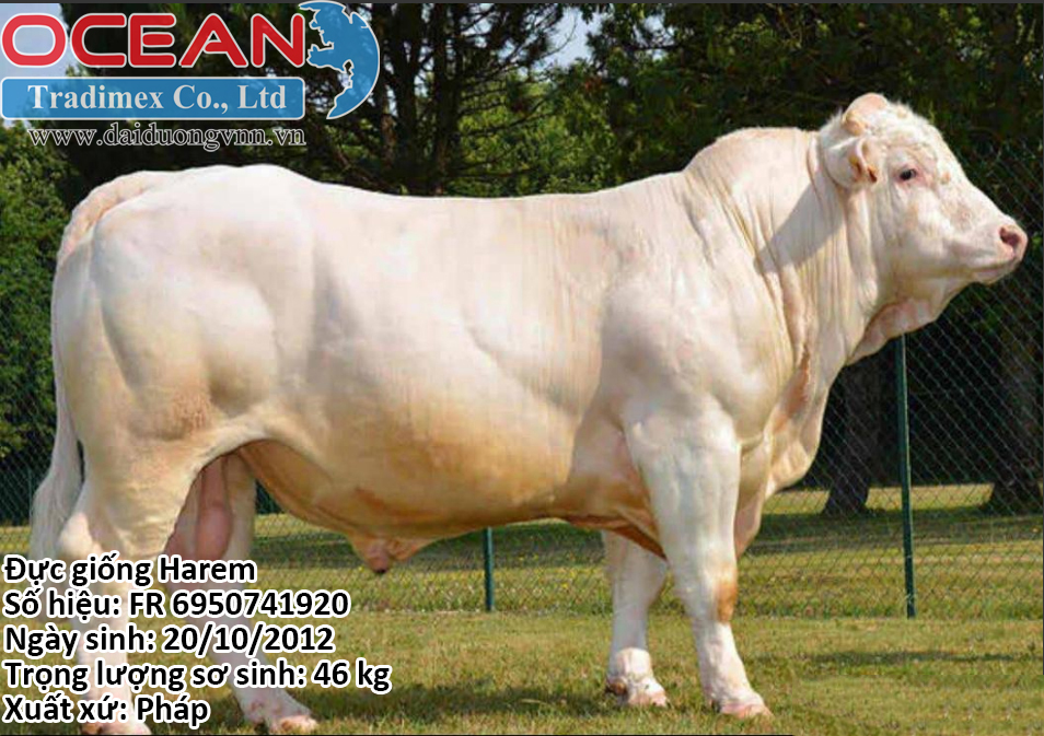 Tên đực giống: Harem