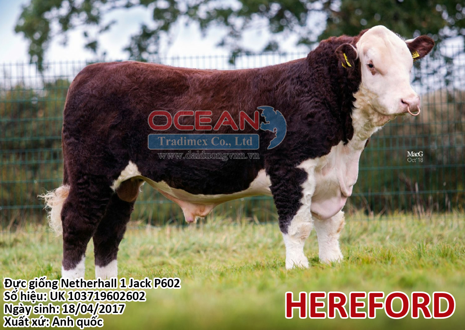 Đực giống Netherhall 1 Jack P602