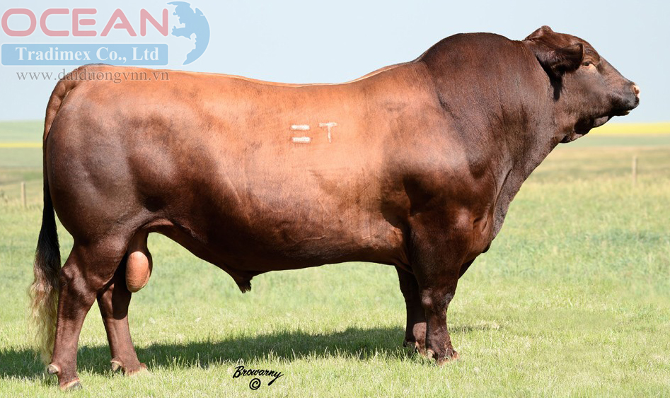 Red Dwajo Sundance 114A