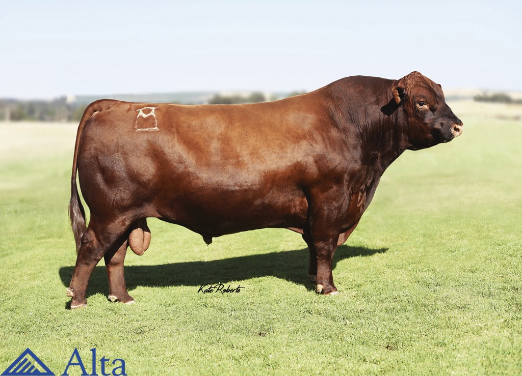 Đực giống Mushrush Triton A330