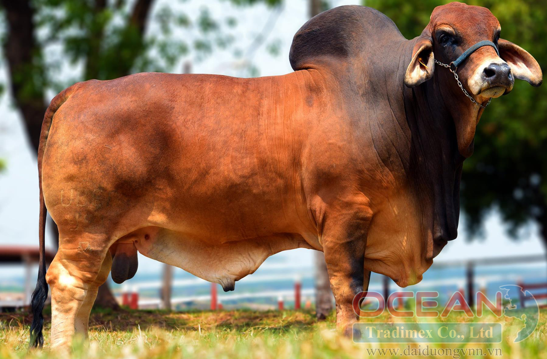 Mr. Uber POI Tufao 951