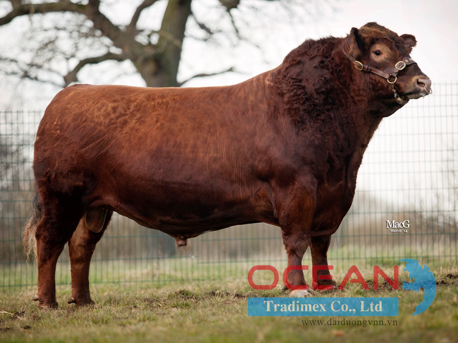 Tên đực giống: HAWKLEY RED ZEUS 